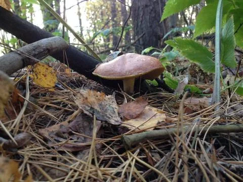 Mushroom in the forest Stock Photos