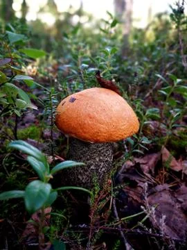 Mushroom in a forest Stock Photos