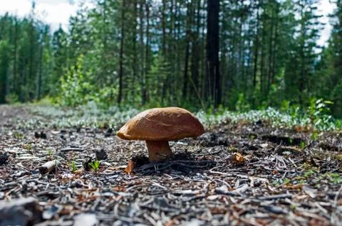 Mushroom in the forest Stock Photos