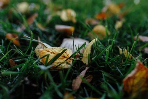 Mushroom in forest	 Stock Photos