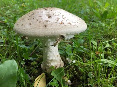 A Mushroom in the Forest Stock Photos