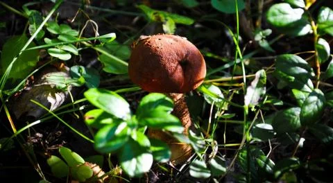 Mushroom in the forest Stock Photos