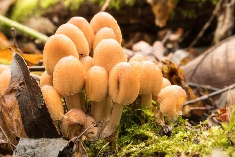 Mushroom is the forest Stock Photos