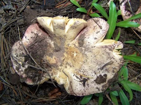 Mushroom in the forest Foto stock