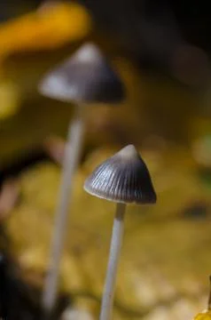 Mushroom in forest Stock Photos