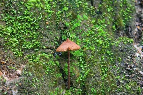 Mushroom in the forest Stock Photos