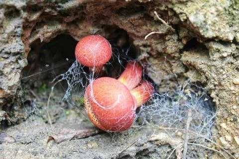Mushroom in the forest Stock Photos