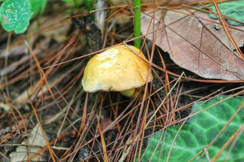 Mushroom in the forest Stock Photos