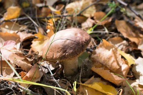 Mushroom in the forest Stock Photos