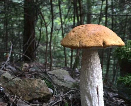 Mushroom in a forest Stock Photos