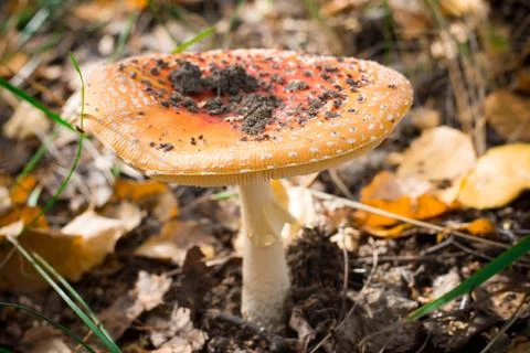 Mushroom in the forest Stock Photos