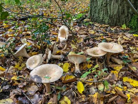 Mushroom In The Forest Stock Photos