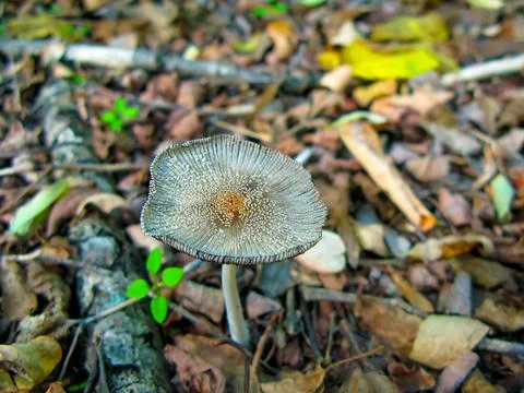 Mushroom in the forest Stock Photos