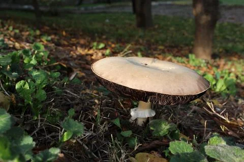 Mushroom in forest Foto stock