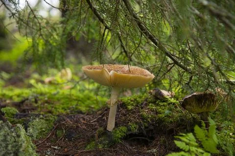 Mushroom in the forest Stock Photos