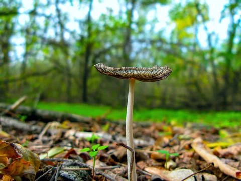 Mushroom in the forest Stock Photos