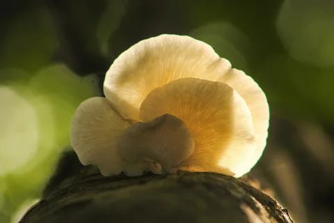 Mushroom in the forest 写真素材