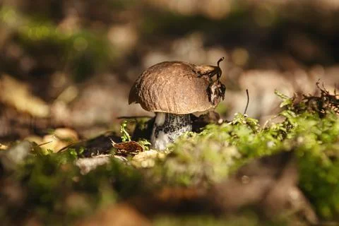 Mushroom in the forest Stock Photos