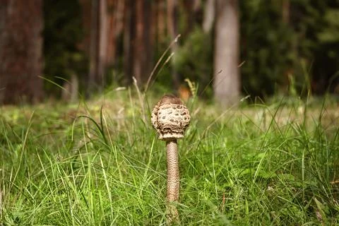 Mushroom in the forest Stock Photos