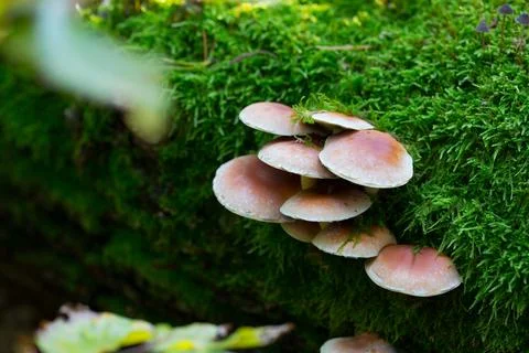 Mushroom in the forest Stock Photos
