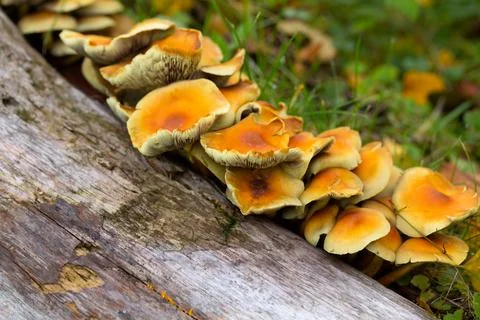 Mushroom in the forest Stock Photos