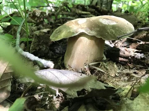 Mushroom in the forest Stock Photos