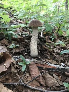 Mushroom in the forest Stock Photos