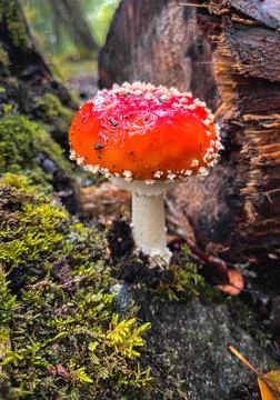 Mushroom in the Forest Stock Photos