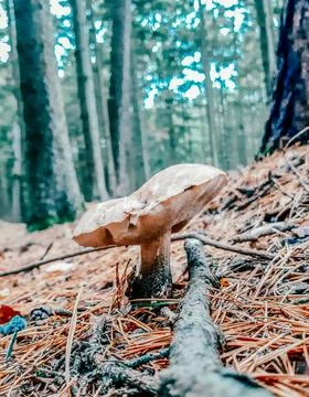 Mushroom in the forest Stock Photos