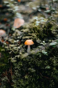 Mushroom in the forest Stock Photos