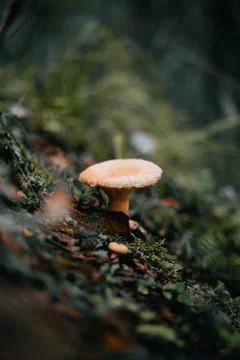 Mushroom in the forest Stock Photos