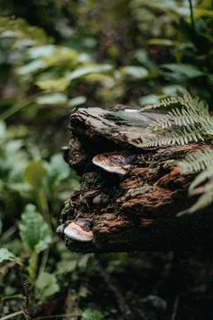 Mushroom in the forest Stock Photos