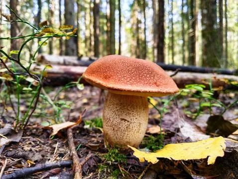 Mushroom in the forest Stock Photos