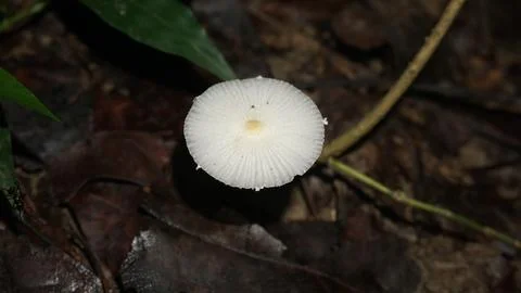 Mushroom in the forest Stock Photos