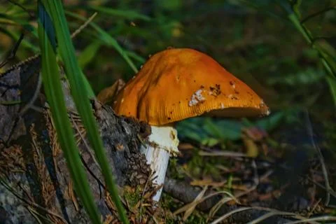 Mushroom in the forest Stock Photos