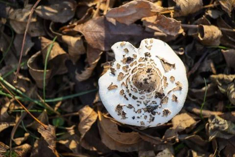 Mushroom in forest Stock Photos