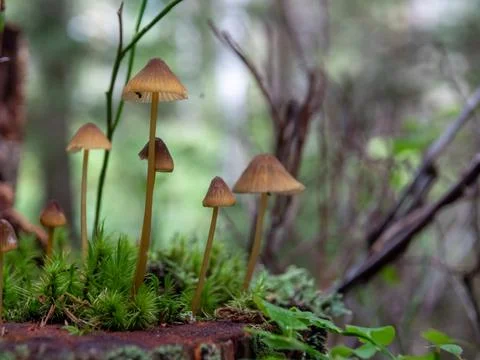 Mushroom in the forest Stock Photos