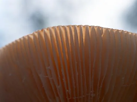 Mushroom in the forest Stock Photos