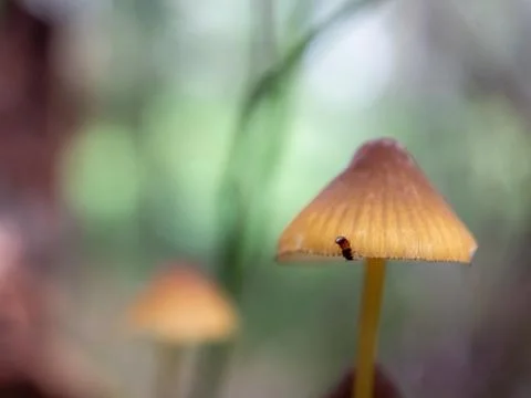 Mushroom in the forest Stock Photos