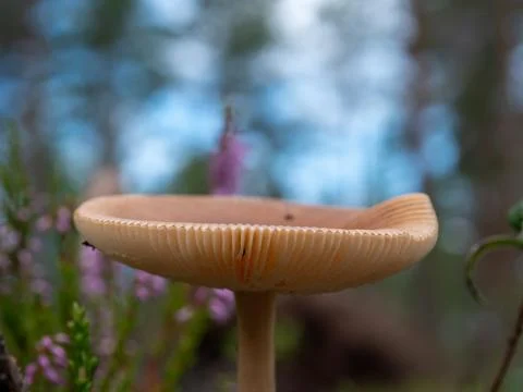 Mushroom in the forest Stock Photos