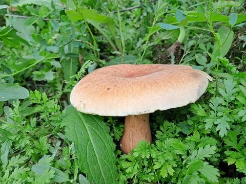 A mushroom in the forest Stock Photos