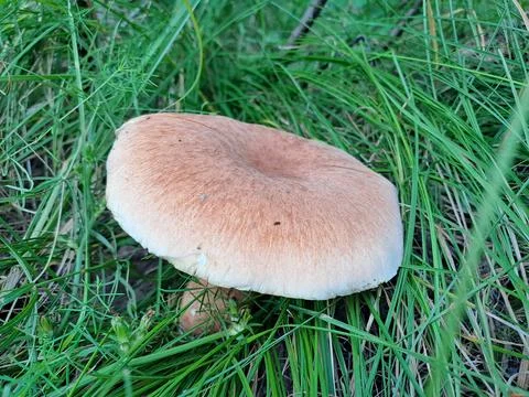 A mushroom in the forest Stock Photos