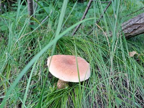A mushroom in the forest Stock Photos