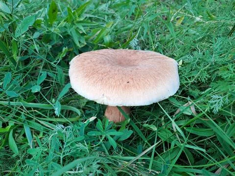A mushroom in the forest Stock Photos