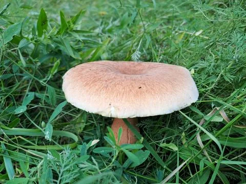A mushroom in the forest Stock Photos