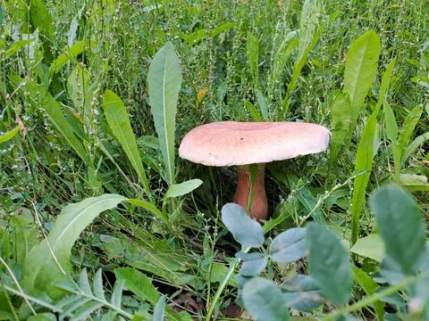 A mushroom in the forest Stock Photos