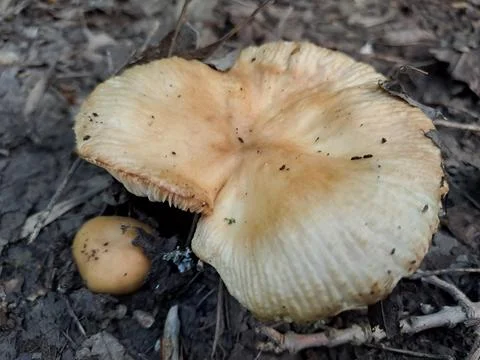 A mushroom in the forest Stock Photos