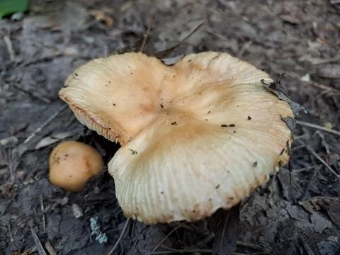 A mushroom in the forest Stock Photos