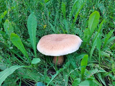 A mushroom in the forest Stock Photos
