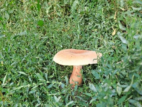 A mushroom in the forest Stock Photos